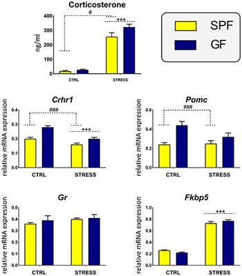 Interactions Between Gut Microbiota and Acute Restraint Stress in Peripheral Structures of the Hypothalamic–Pituitary–Adrenal Axis and the Intestine of Male Mice